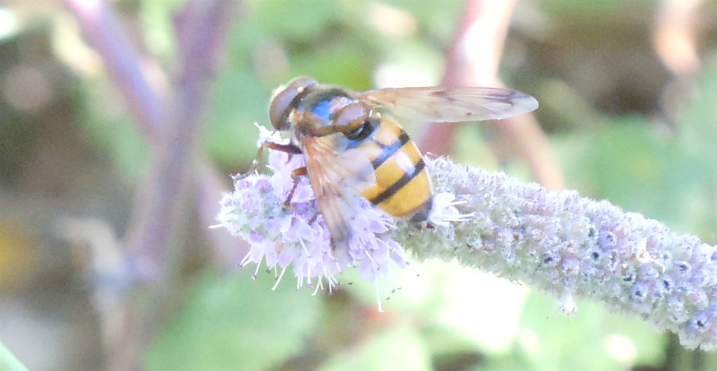 Volucella inanis maschio